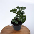 Iasomie - Jasminum sambac - deosebit de parfumata