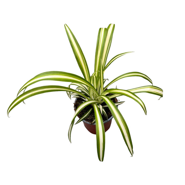 Chlorophytum comosum 'Variegatum' (purifica aerul)