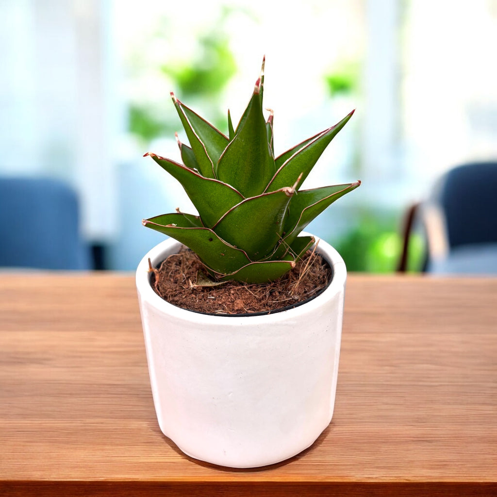 Sansevieria 'Abbey Crown'