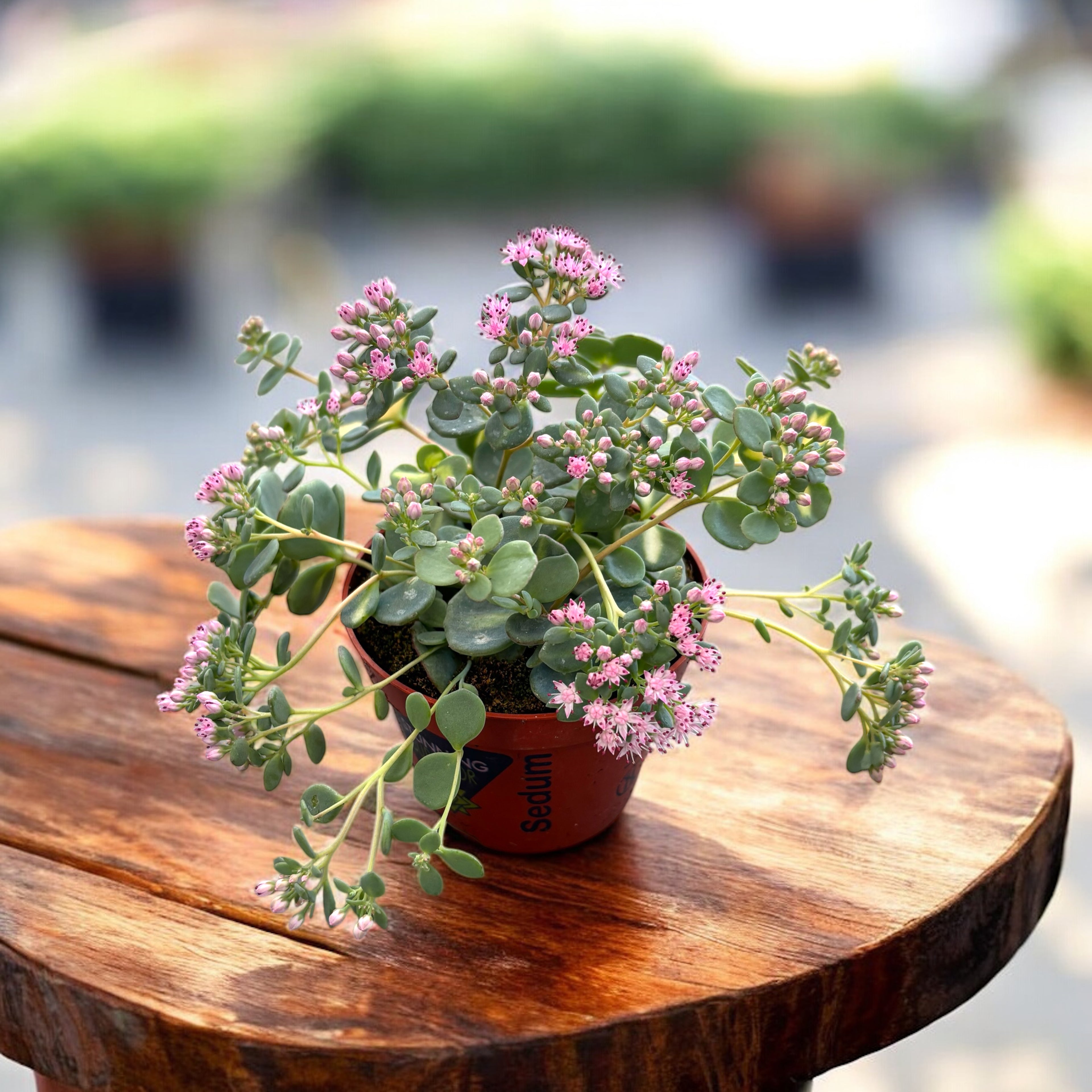 Sedum sieboldii Mediovariegatum (Iarba grasa variegata)