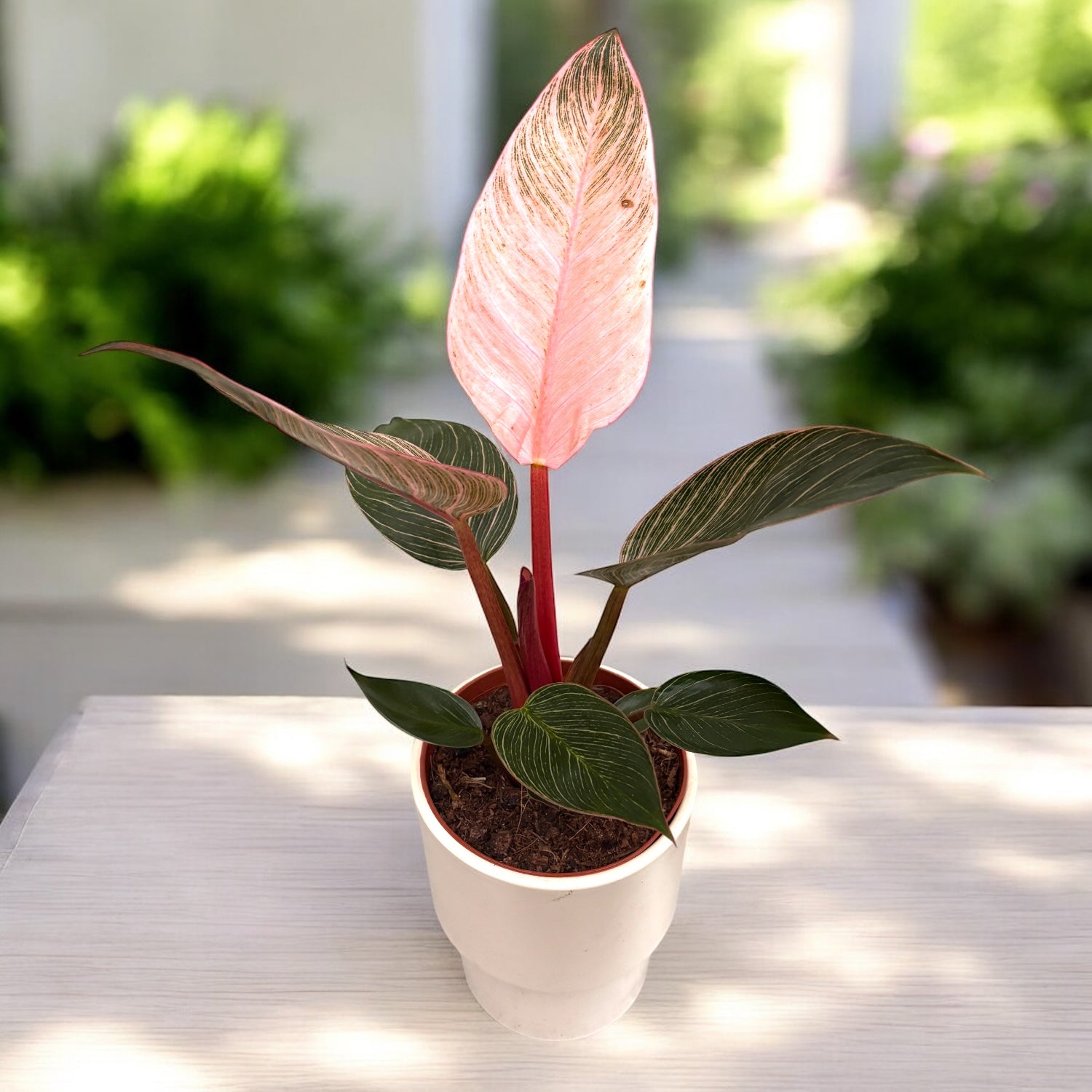 Philodendron ‘Pink Birkin’ – frunzis exotic in dungi roz spectaculoase