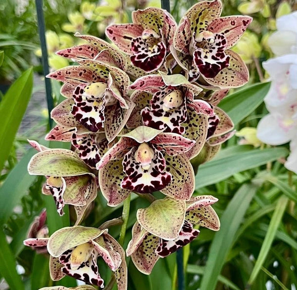 Cymbidium Vogel's Magic 