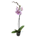 Phalaenopsis Venus KizZ (Tying Shin Thor) big lip