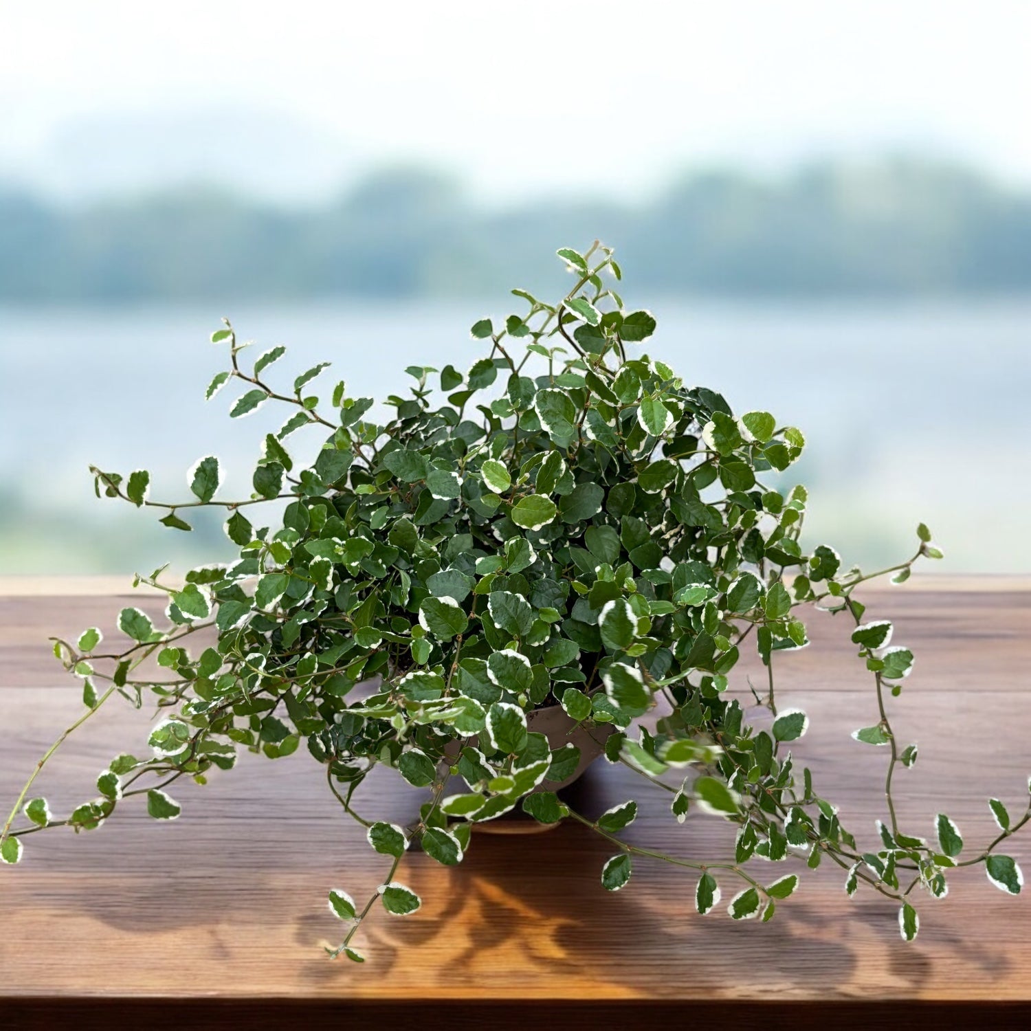 Ficus pumila 'White Sunny' - ficus tarator cu frunzis variegat si crestere rapida