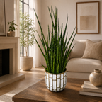 Sansevieria ‘Digitorum’
