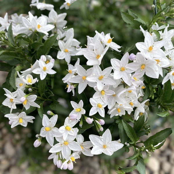 Solanum Jasminoides (climbing jasmine)