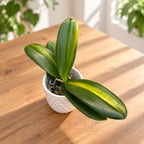 Phalaenopsis intermedia 'Orange' (pisana)