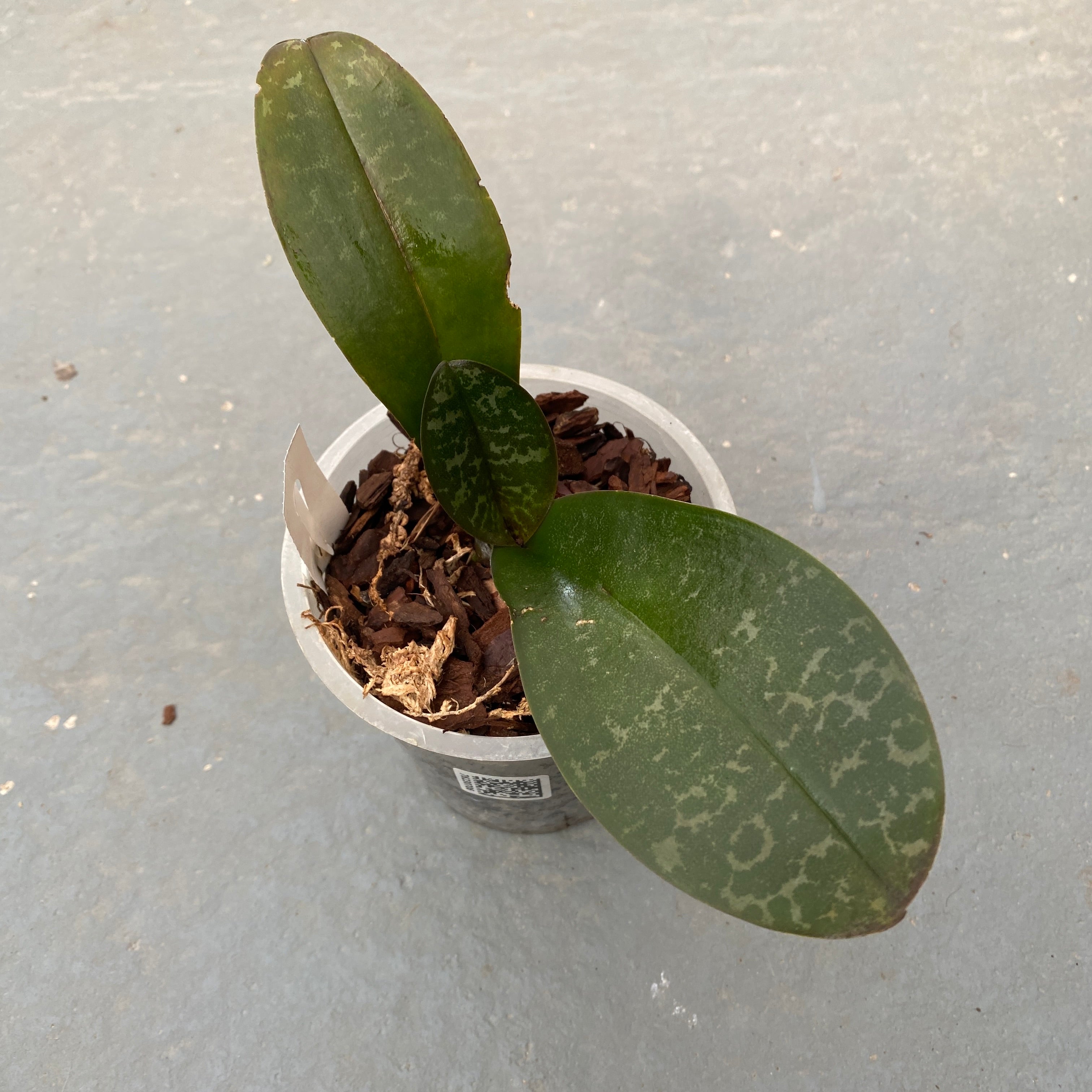 Phalaenopsis stuartiana