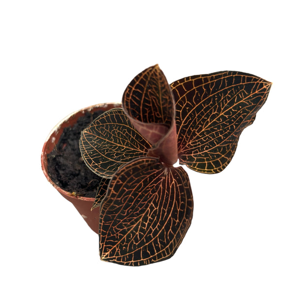 Anoectochilus roxburghii 'Red' (Firebird) - (Jewel Orchid) - orhideea bijuterie