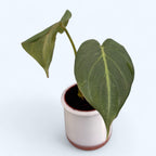 Philodendron gloriosum *babyplant