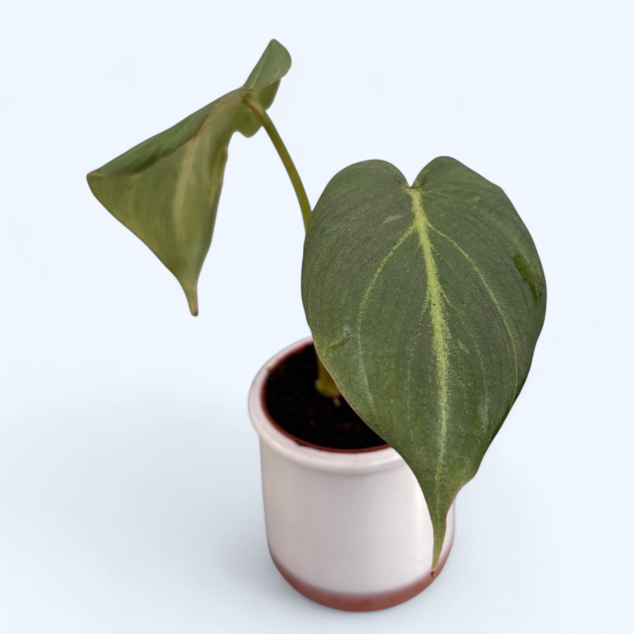 Philodendron gloriosum *babyplant