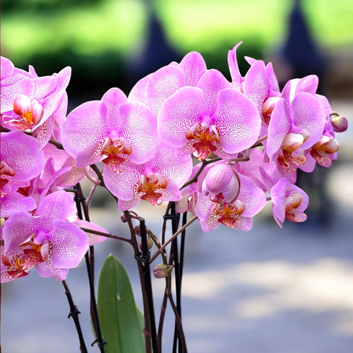 Phalaenopsis Formation - lenyűgöző példányok (2 növény/cserép)