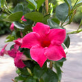 Sundaville® Classic Pink ‘Sunmandecripi’ - Dipladenia roz intens cu inflorire spectaculoasa