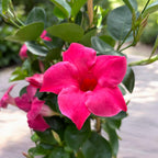 Sundaville® Classic Pink ‘Sunmandecripi’ - Dipladenia roz intens cu inflorire spectaculoasa