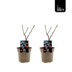 Smochin - Ficus carica 'Brown Turkey' (Hardy Fig)