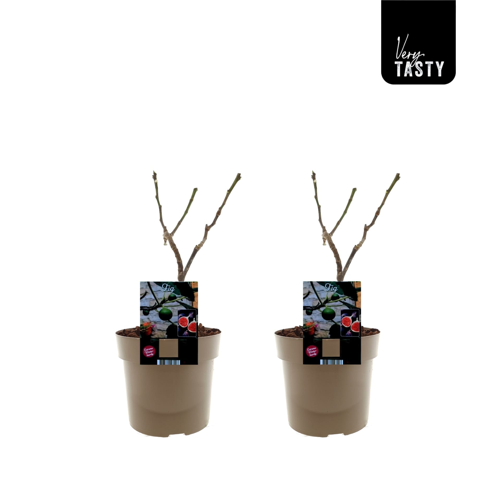 Smochin - Ficus carica 'Brown Turkey' (Hardy Fig)