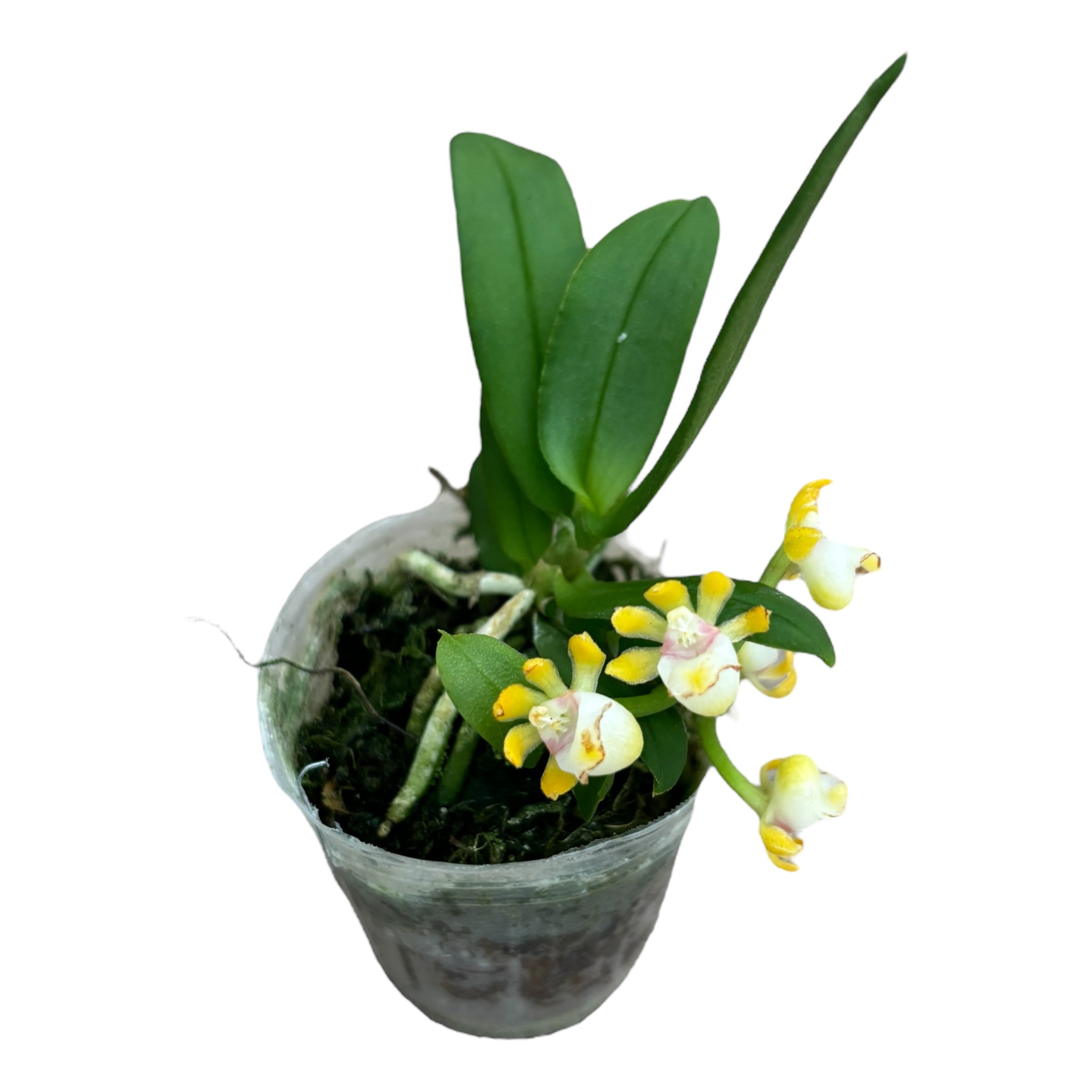 Gastrochilus japonicus *parfumat