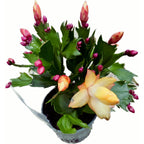 Schlumbergera 'Danica Yellow’ (Craciunita galbena) 2pp