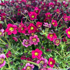 Saxifraga x arendsii Touran™ Red