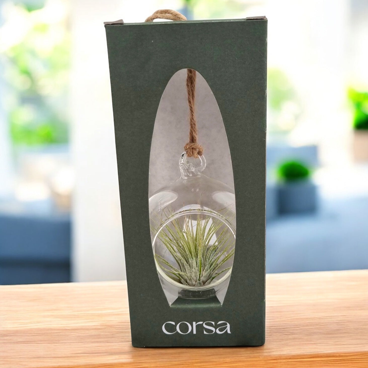 Tillandsia – plante aeriene epifite & terrarium – Secret Garden