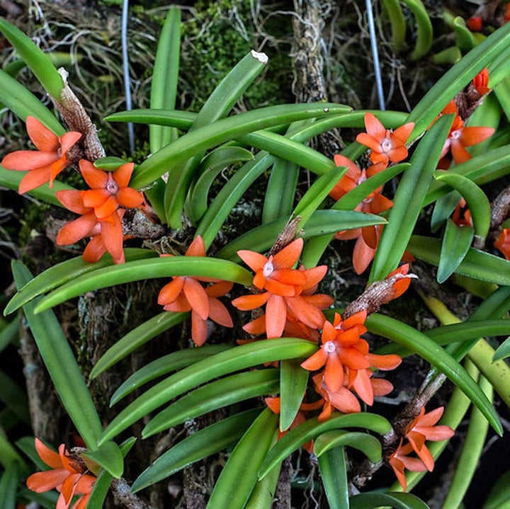 Ceratostylis retisquama