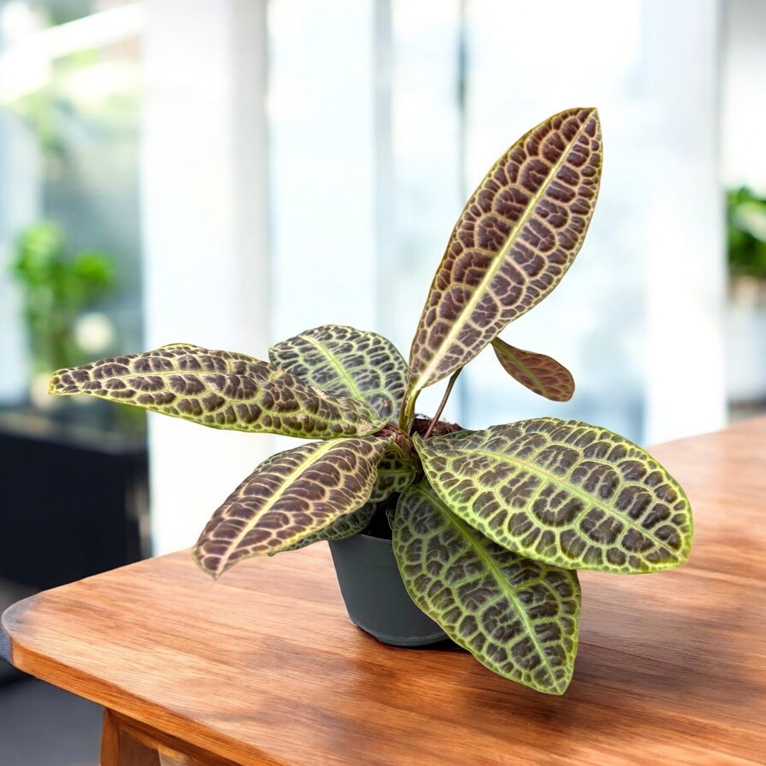 Labisia obtusifolia ‘Kura Kura’ - model spectaculos, planta de colectie