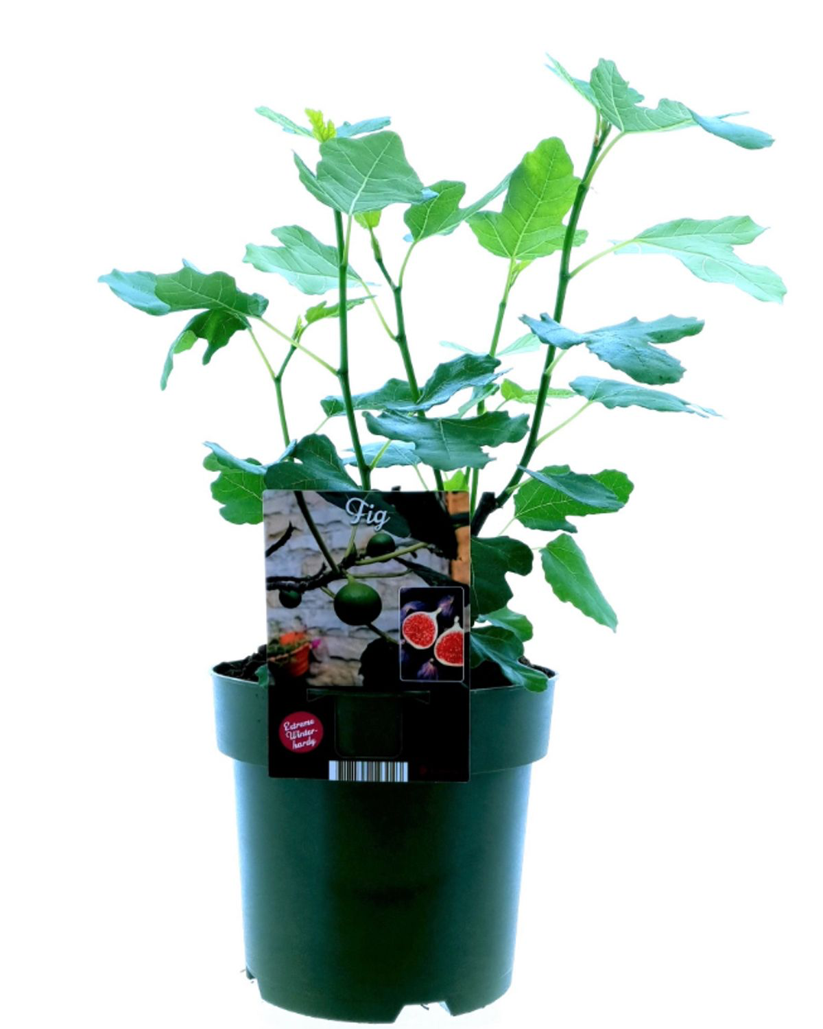 Ficus carica 'Bornholm'