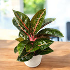 Aglaonema ‘Garnet Coltrane’ -  planta exotica cu frunzis rosu-rubiniu spectaculos