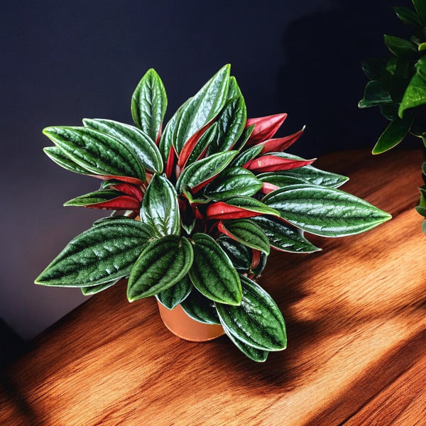 Peperomia caperata 'Eden Rosso'