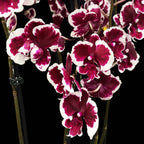Phalaenopsis Fusheng Čierny páv 'Panda'