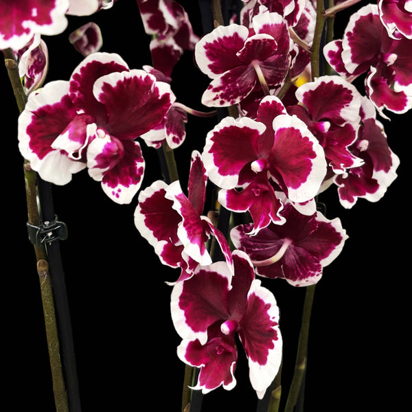 Phalaenopsis Fusheng Black Peacock 'Panda'