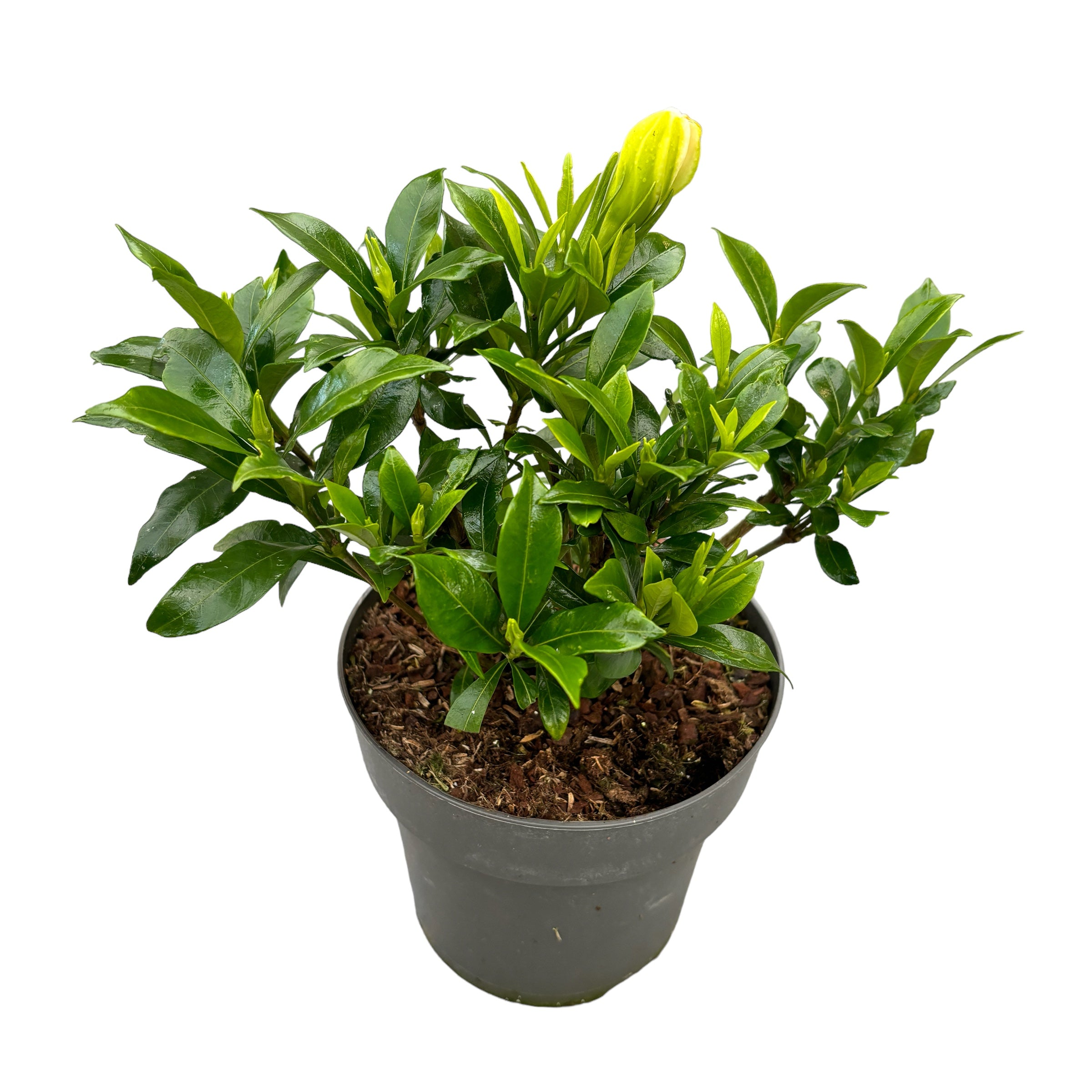 Gardenia jasminoides 'Celestial Star' (rezista si in gradina)