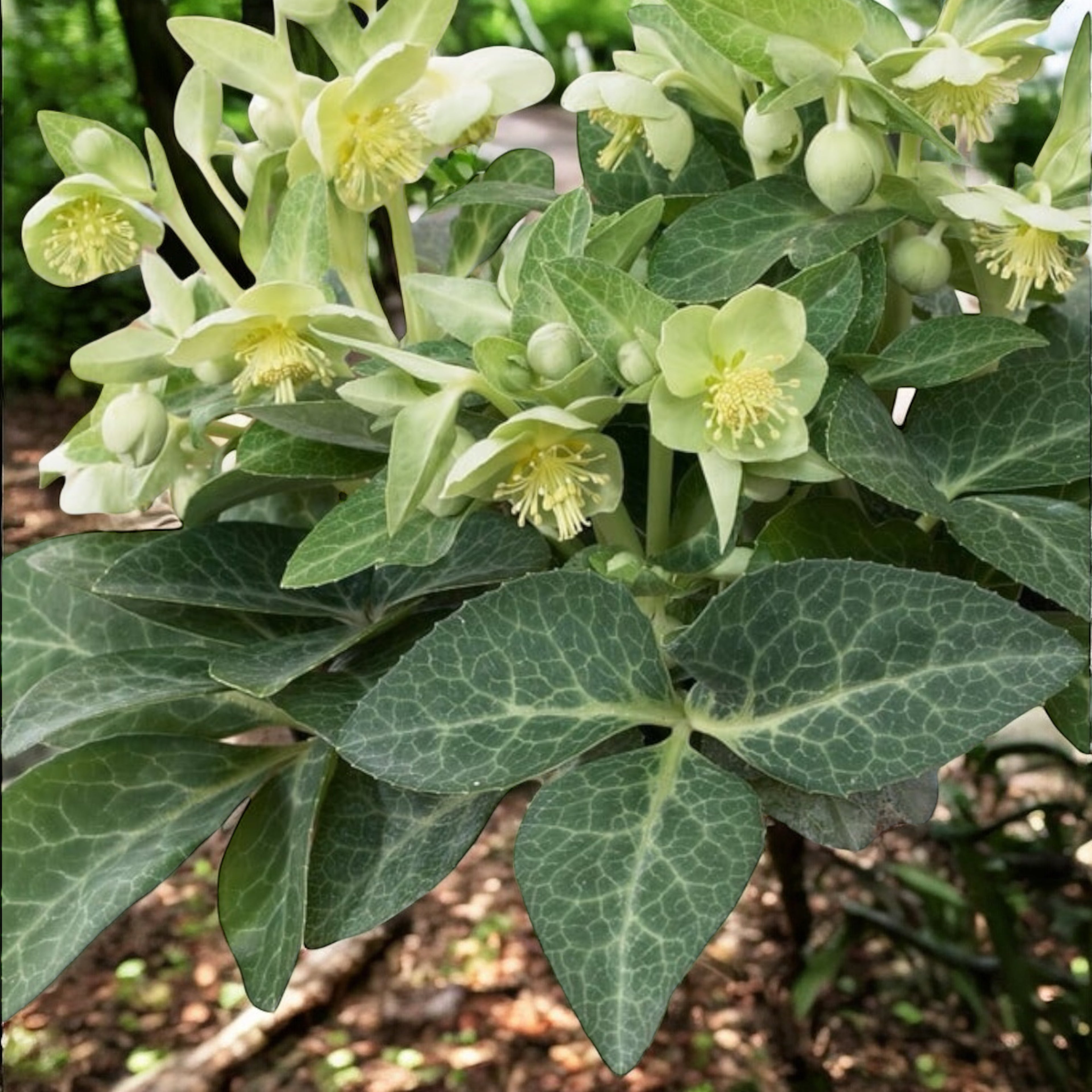 Helleborus lividus ‘White Marble’ – trandafirul de iarna cu frunzis marmorat si flori elegante