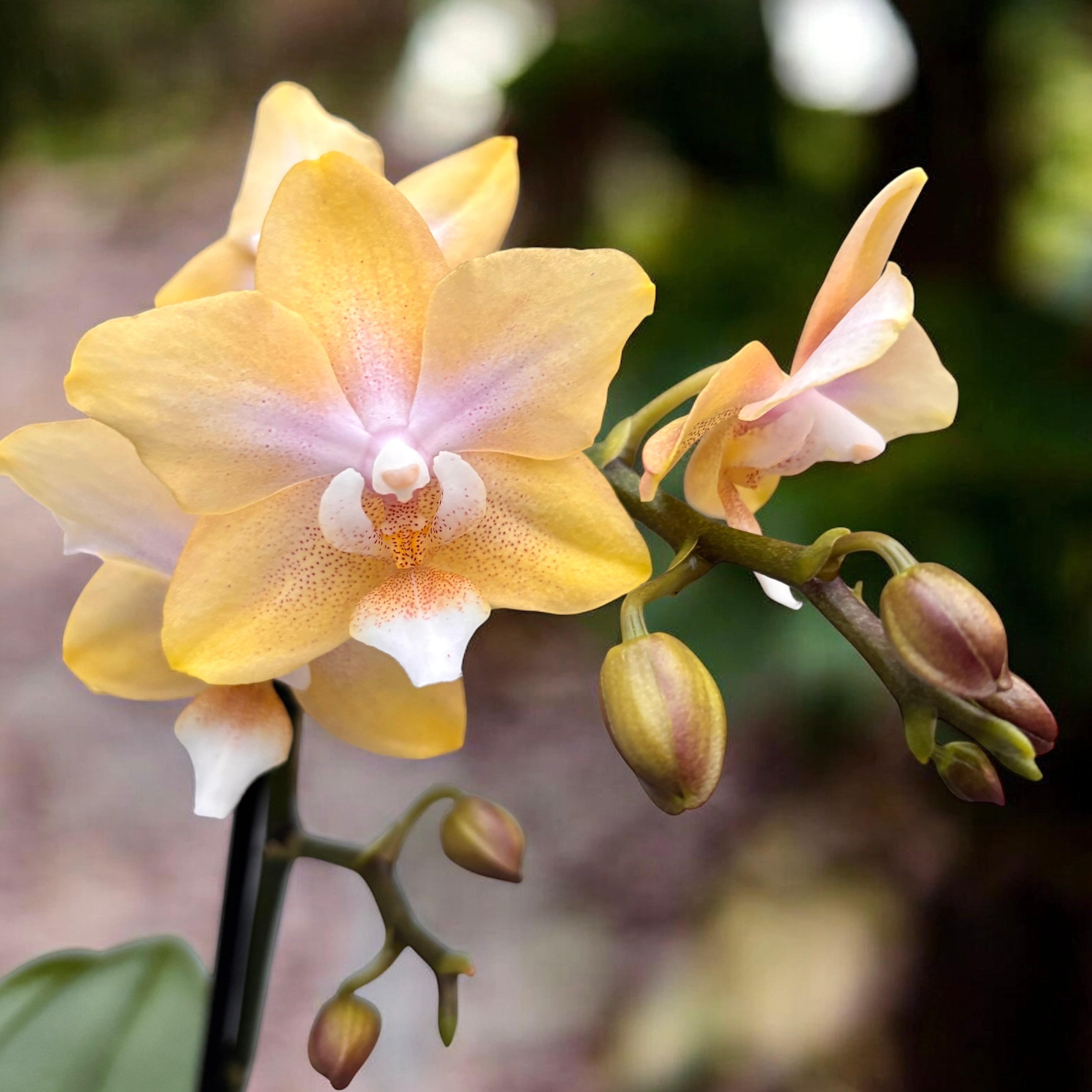 Phalaenopsis Bronze Buddha ‘Lemon’ (Bolgheri Lemon) – orhidee cu flori parfumate in nuante solare