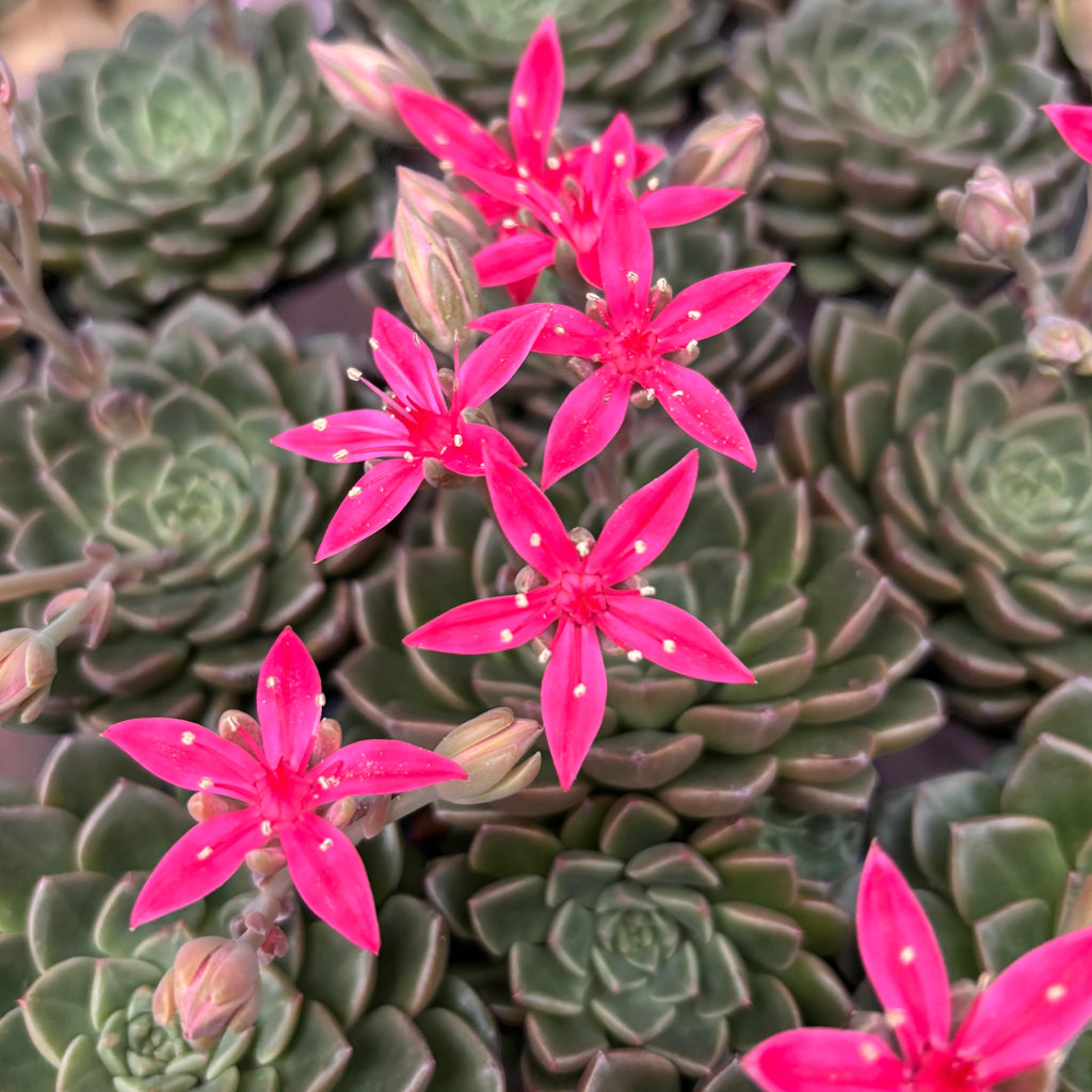Graptopetalum bellum (Tacitus bellus)