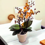 Phalaenopsis Scention * illatos pelorikus virágok