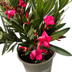 Leandru rosu-ciclam (Nerium Olander) exemplare XL