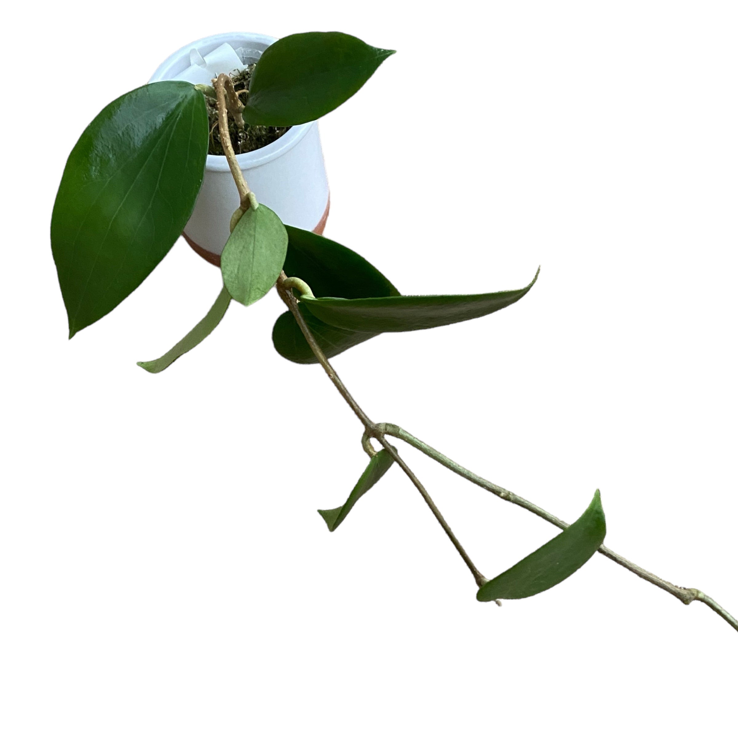 Hoya aldrichii - flori parfumate