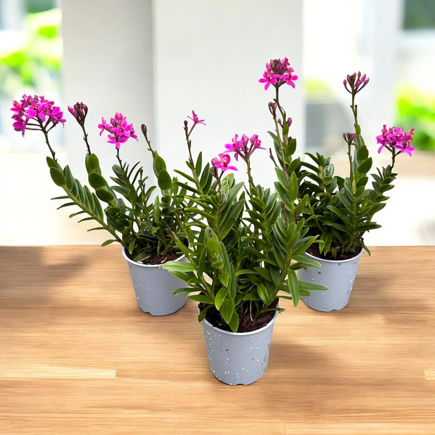 Epidendrum radicans 'Dark Purple' - rozwinięte okazy