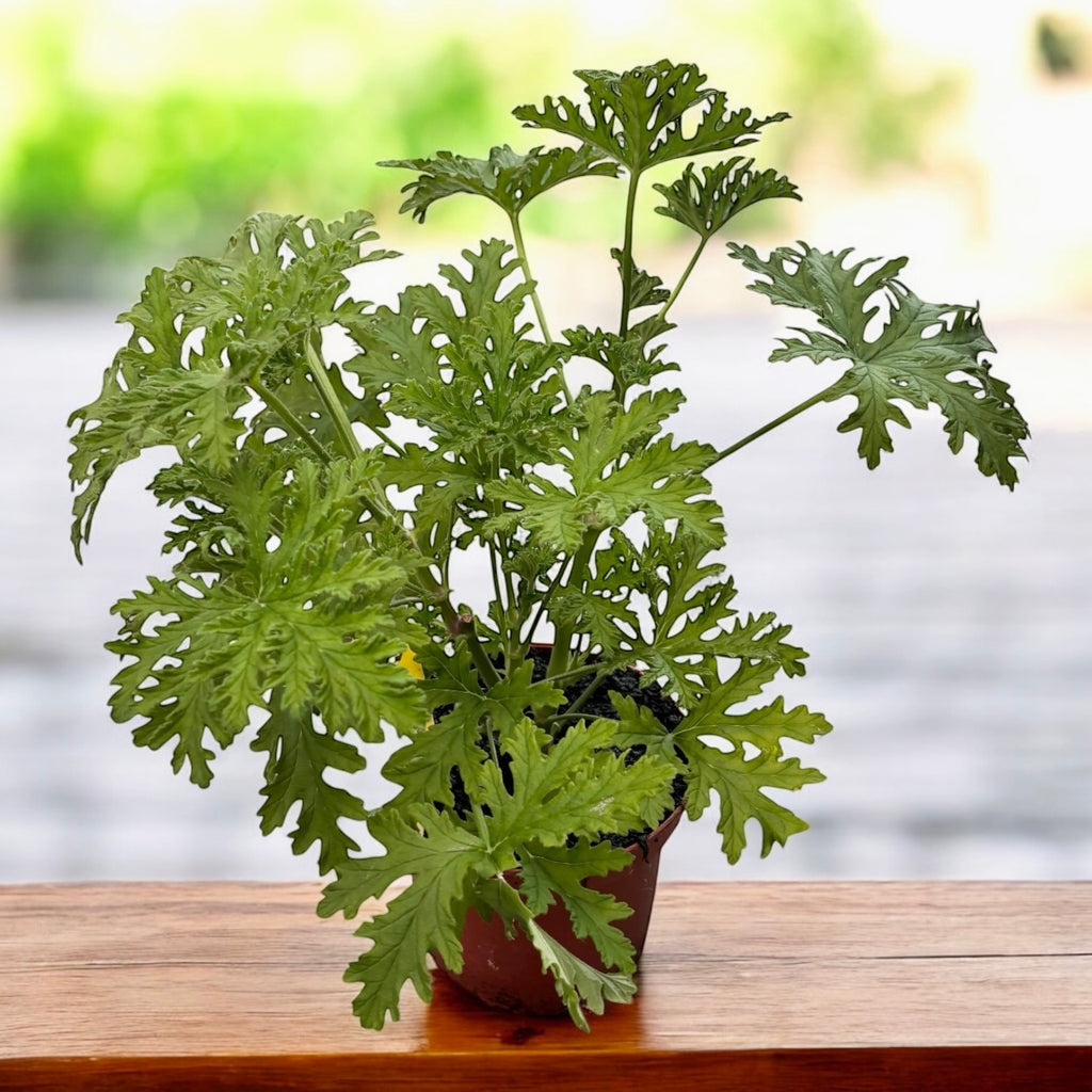 Muscate parfumate antitantari - Pelargonium graveolens 'Lemon' (Indrusaim) D15