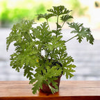 Muscate parfumate antitantari - Pelargonium graveolens 'Lemon' (Indrusaim) D15