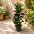 Ficus cyathistipula (Africký fíkovník)