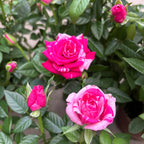 Rosa Twin Colour Star - trandafiri pitici cu flori bicolore parfumate