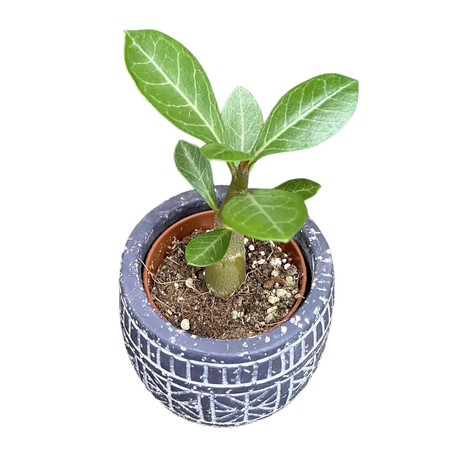 Plant in a Box - Set di 2 - Plumeria hawaiana - Frangipani - Vaso 17cm Plant in a Box - Set di 2 - Plumeria hawaiana - Frangipani - Vaso 17cm