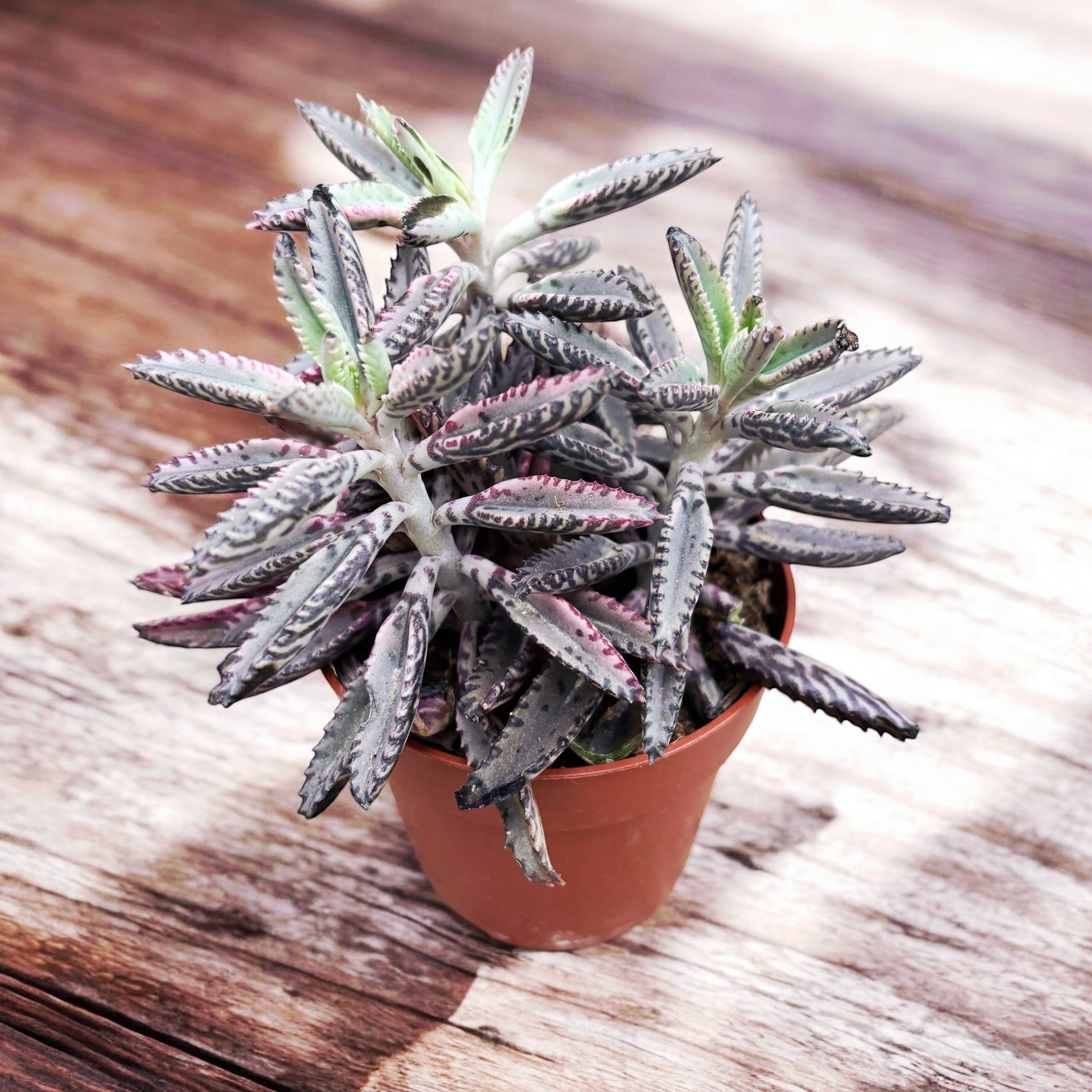 Kalanchoe 'Pink Butterfly'  (Pink Mother of Thousand) D8