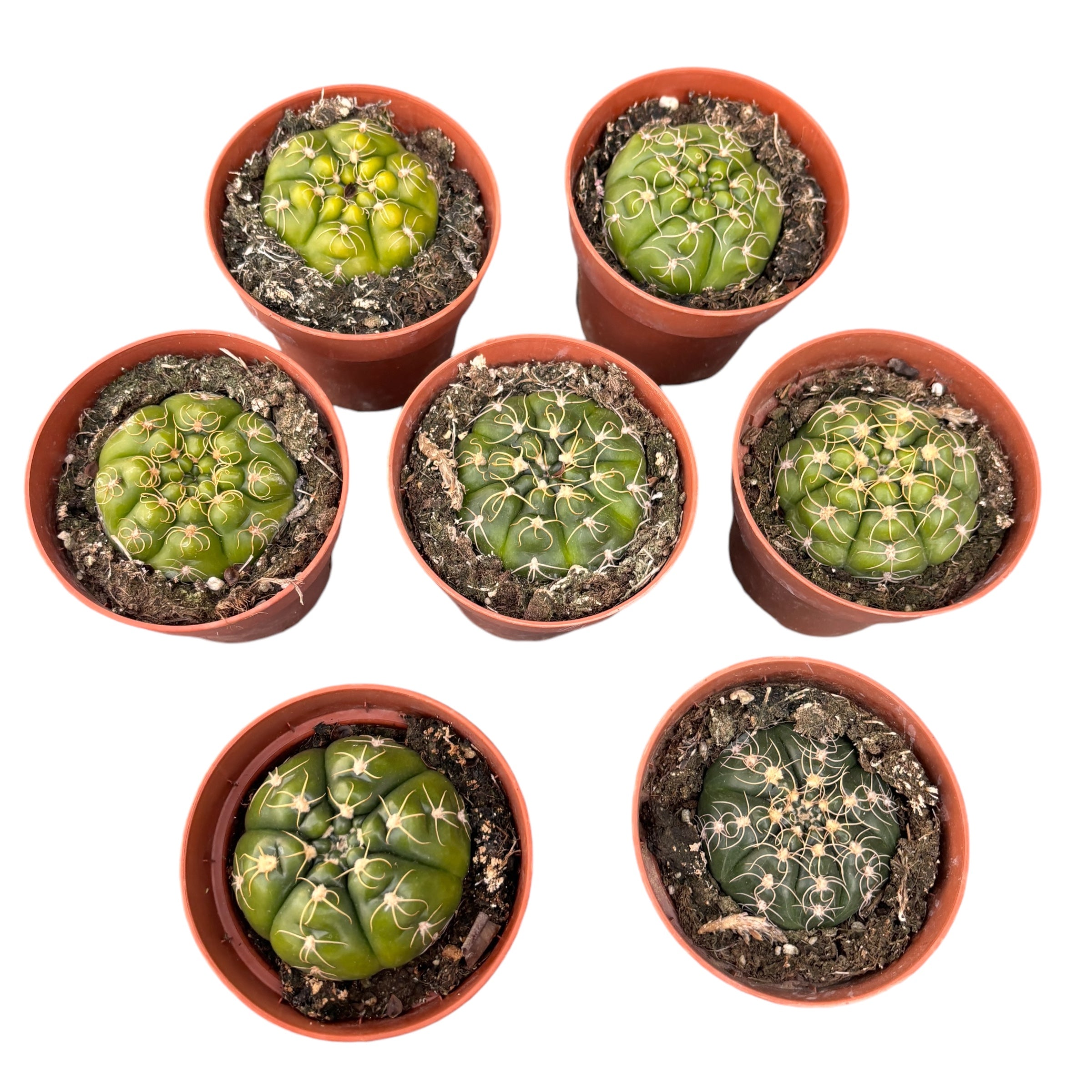 Gymnocalycium denudatum