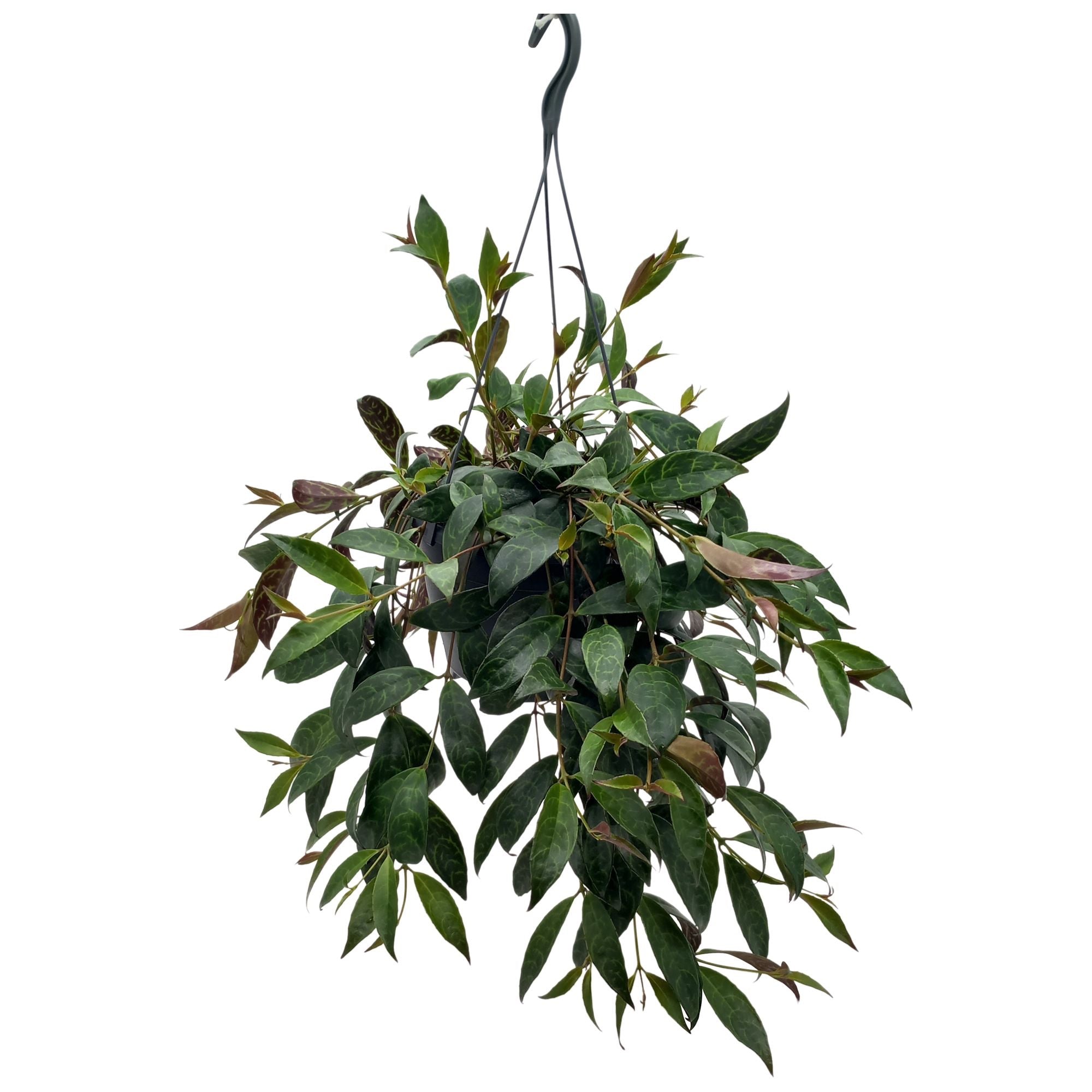 Aeschynanthus marmoratus XL - läppstiftsväxt med marmorerat bladverk