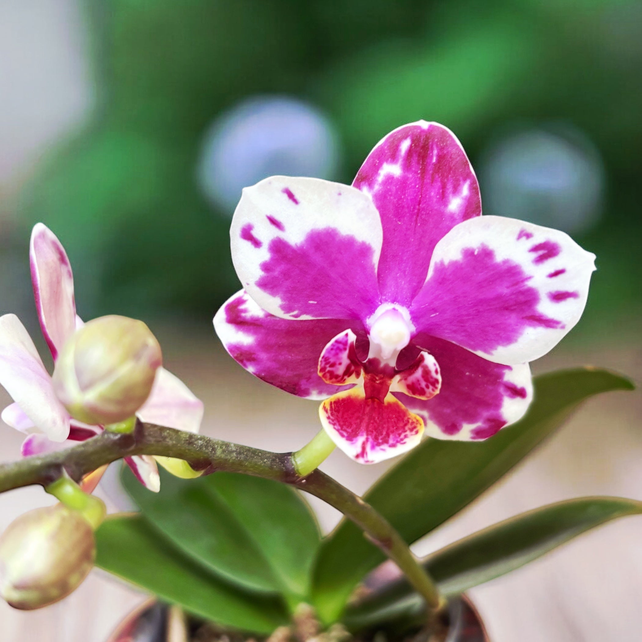 Phalaenopsis I-Hsin Agra '503'