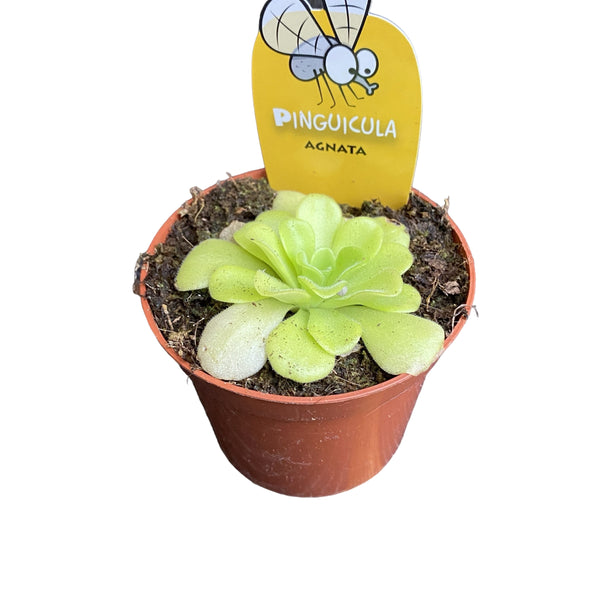 Die fleischfressende Pflanze Pinguicula agnata