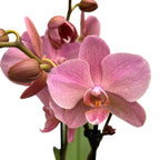 Phalaenopsis Treviso (2 plante/ghiveci)